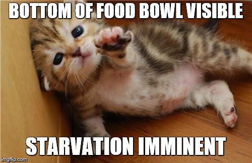 Help Me Kitten | BOTTOM OF FOOD BOWL VISIBLE; STARVATION IMMINENT | image tagged in help me kitten,cats,funny cats,cat food,hungry cat | made w/ Imgflip meme maker