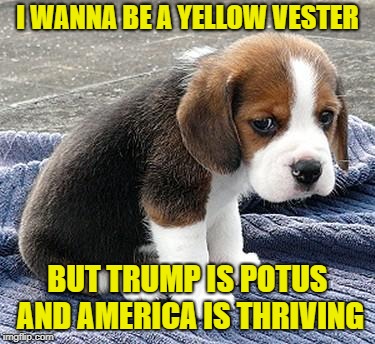 sad puppy | I WANNA BE A YELLOW VESTER; BUT TRUMP IS POTUS AND AMERICA IS THRIVING | image tagged in sad puppy | made w/ Imgflip meme maker