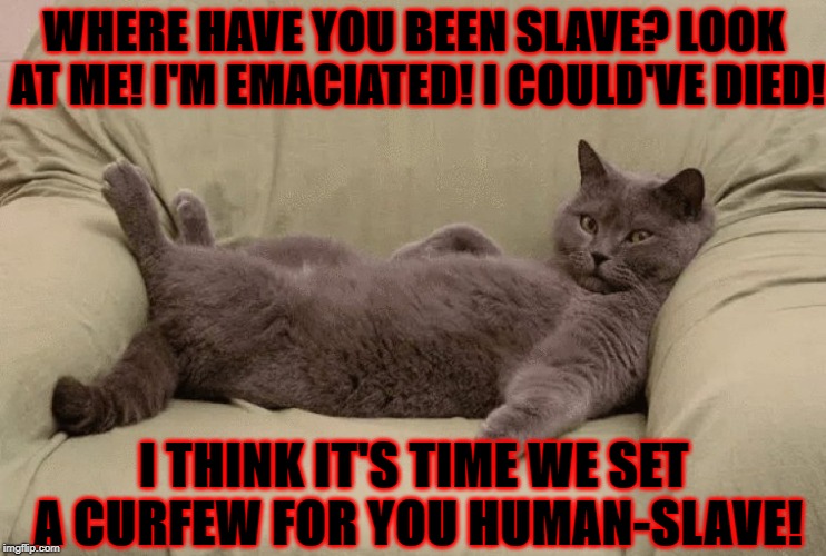 WHERE HAVE YOU BEEN SLAVE? LOOK AT ME! I'M EMACIATED! I COULD'VE DIED! I THINK IT'S TIME WE SET A CURFEW FOR YOU HUMAN-SLAVE! | image tagged in i could've died | made w/ Imgflip meme maker