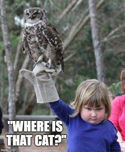 Girl with owl | "WHERE IS THAT CAT?" | image tagged in girl with owl | made w/ Imgflip meme maker
