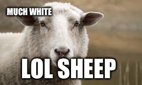 MUCH WHITE; LOL SHEEP | image tagged in weird | made w/ Imgflip meme maker