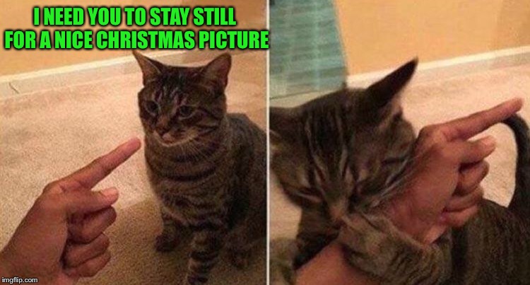 Owwww! | I NEED YOU TO STAY STILL FOR A NICE CHRISTMAS PICTURE | image tagged in cats,christmas,memes,funny | made w/ Imgflip meme maker