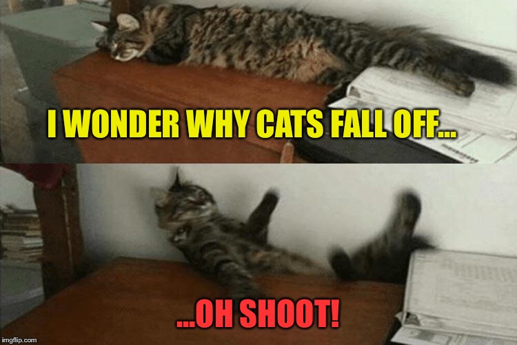 Gravity always wins. | I WONDER WHY CATS FALL OFF... ...OH SHOOT! | image tagged in cats,gravity falls,memes,funny | made w/ Imgflip meme maker