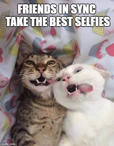 Friends | FRIENDS IN SYNC TAKE THE BEST SELFIES | image tagged in cats,funny memes,cute cat,memes,funny cats,weird face | made w/ Imgflip meme maker