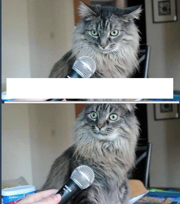 Ask the cat Blank Meme Template