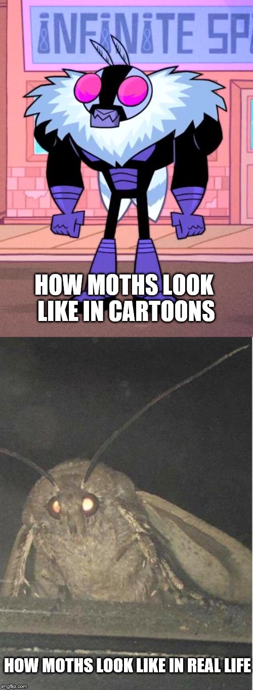 HOW MOTHS LOOK LIKE IN CARTOONS; HOW MOTHS LOOK LIKE IN REAL LIFE | image tagged in moth meme | made w/ Imgflip meme maker