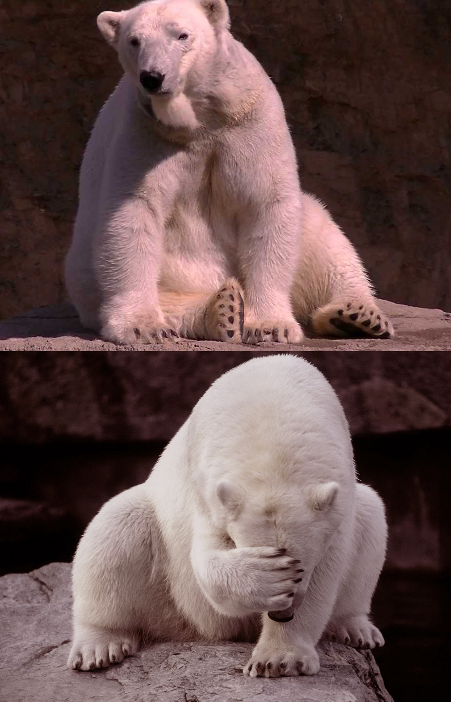 bad joke polar bear Blank Meme Template