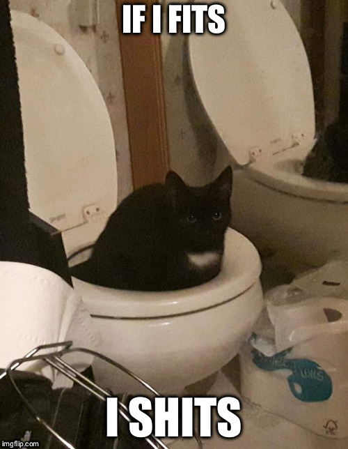 The secret life of pets. | IF I FITS; I SHITS | image tagged in fender the cat,proud of my cat,sophistication,cat,toilet,caught in the act | made w/ Imgflip meme maker