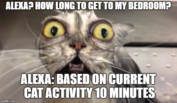 Crazy Cat | ALEXA? HOW LONG TO GET TO MY BEDROOM? ALEXA: BASED ON CURRENT CAT ACTIVITY 10 MINUTES | image tagged in crazy cat | made w/ Imgflip meme maker