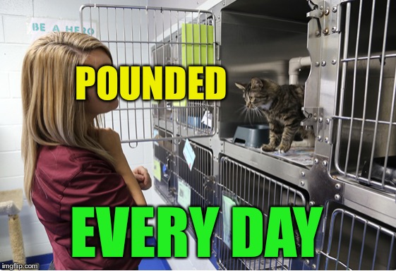 POUNDED EVERY DAY | made w/ Imgflip meme maker