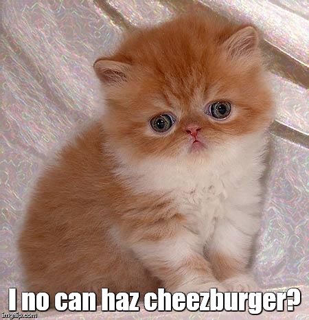 Sad Persian Kitten | I no can haz cheezburger? | image tagged in sad kitty | made w/ Imgflip meme maker