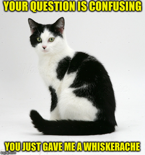 YOUR QUESTION IS CONFUSING YOU JUST GAVE ME A WHISKERACHE | made w/ Imgflip meme maker