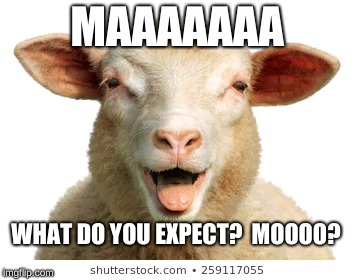 MAAAAAAA; WHAT DO YOU EXPECT? 
MOOOO? | image tagged in sheep | made w/ Imgflip meme maker