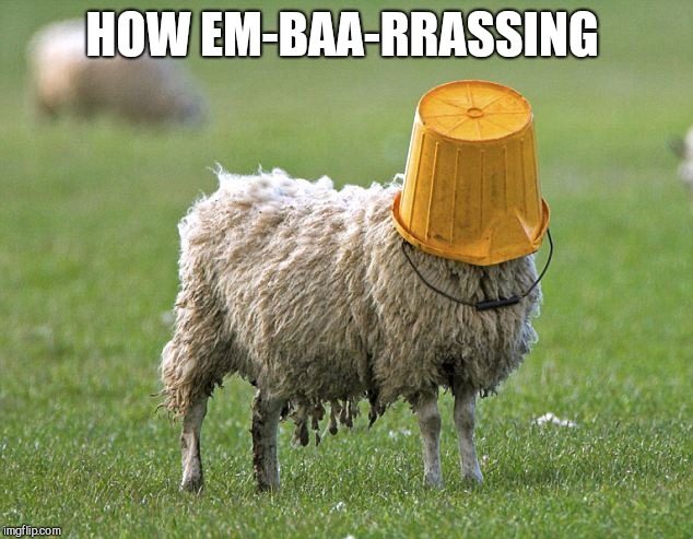 stupid sheep | HOW EM-BAA-RRASSING | image tagged in stupid sheep | made w/ Imgflip meme maker