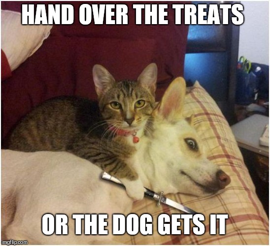 Warning killer cat | HAND OVER THE TREATS OR THE DOG GETS IT | image tagged in warning killer cat | made w/ Imgflip meme maker
