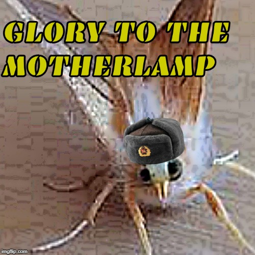 Moth Joins The Motherlamp | image tagged in russia,soviet russia,soviet union,moth,lamp,i love lamp | made w/ Imgflip meme maker