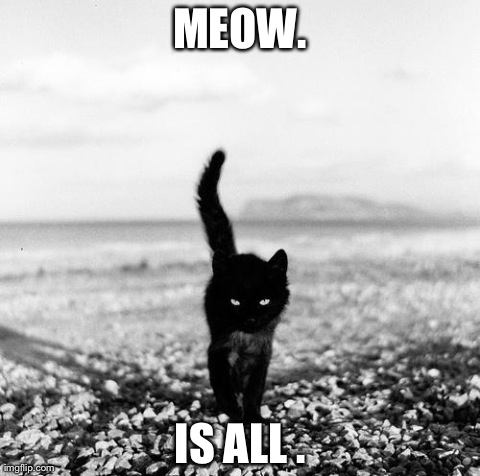 MEOW. IS ALL . | image tagged in slave | made w/ Imgflip meme maker