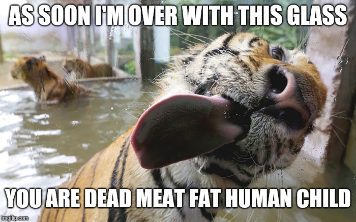 It's so cute I almost forget it wants to kill somebody. | AS SOON I'M OVER WITH THIS GLASS; YOU ARE DEAD MEAT FAT HUMAN CHILD | image tagged in tiger licking glass | made w/ Imgflip meme maker