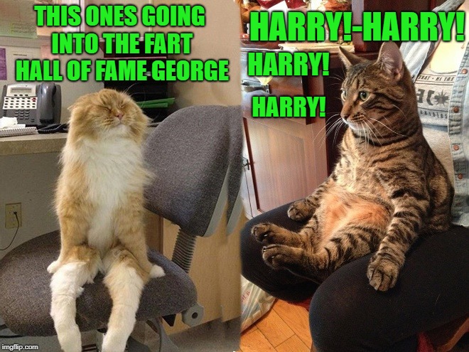 Harry and george | HARRY!-HARRY! THIS ONES GOING INTO THE FART HALL OF FAME GEORGE; HARRY! HARRY! | image tagged in cat fart,fart,cat,harry and george | made w/ Imgflip meme maker