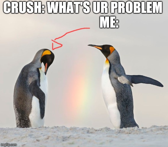 Penguins | CRUSH: WHAT'S UR PROBLEM
                    ME: | image tagged in penguins,penguin,memes | made w/ Imgflip meme maker