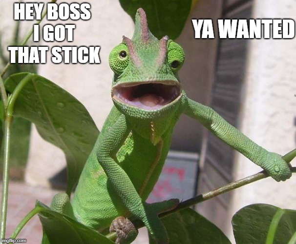 Lewie the Lizard | HEY BOSS I GOT THAT STICK; YA WANTED | image tagged in lizard,stick,funny | made w/ Imgflip meme maker