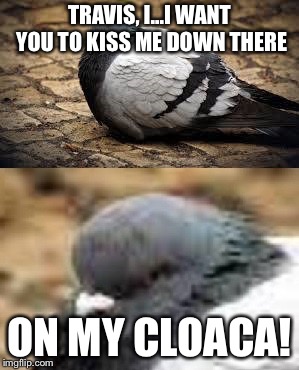 Fat Pigeon | TRAVIS, I...I WANT YOU TO KISS ME DOWN THERE; ON MY CLOACA! | image tagged in fat pigeon | made w/ Imgflip meme maker
