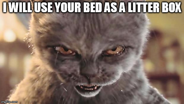 Cats are evil | I WILL USE YOUR BED AS A LITTER BOX | image tagged in evil cat,meme,cat memes,litter box,toilet humor | made w/ Imgflip meme maker