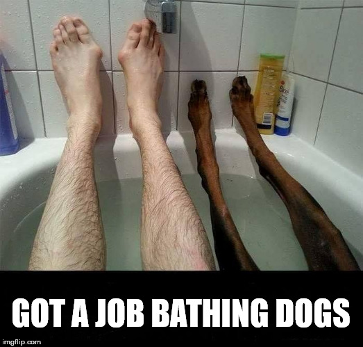 Weird way to give a dog a bath | GOT A JOB BATHING DOGS | image tagged in funny meme | made w/ Imgflip meme maker