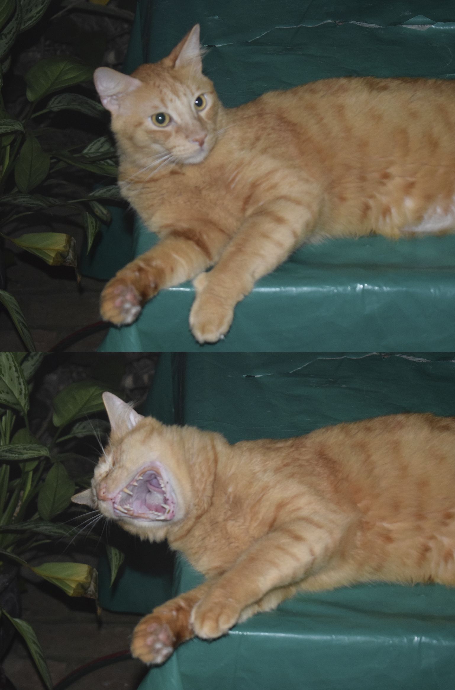 High Quality Laughing Cat Blank Meme Template