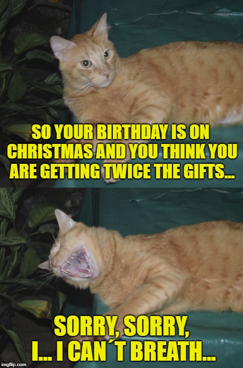 Laughing Cat | SO YOUR BIRTHDAY IS ON CHRISTMAS AND YOU THINK YOU ARE GETTING TWICE THE GIFTS... SORRY, SORRY, I... I CAN´T BREATH... | image tagged in laughing cat | made w/ Imgflip meme maker