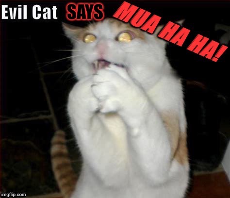 image tagged in evil cat | made w/ Imgflip meme maker