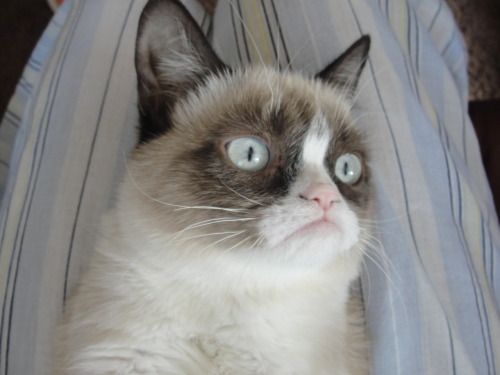 Grumpy Cat Surprised Blank Meme Template