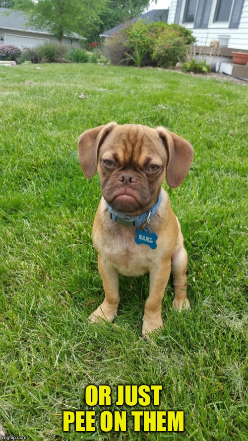 Earl The Grumpy Dog | OR JUST PEE ON THEM | image tagged in earl the grumpy dog | made w/ Imgflip meme maker