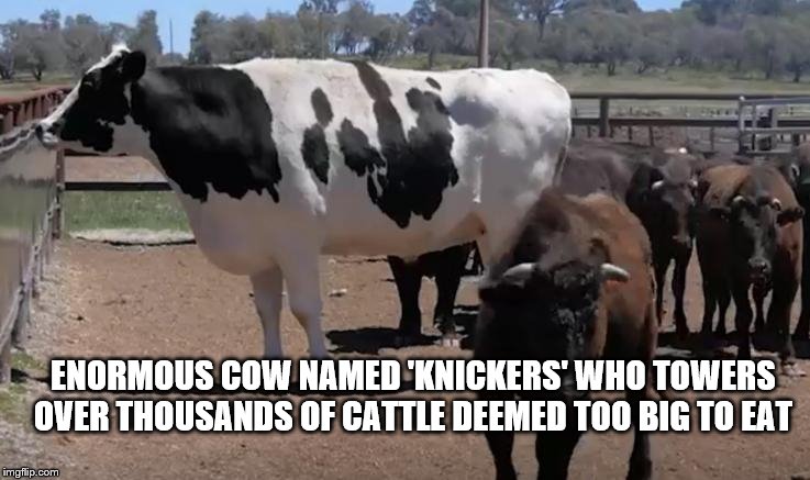 big cow | ENORMOUS COW NAMED 'KNICKERS' WHO TOWERS OVER THOUSANDS OF CATTLE DEEMED TOO BIG TO EAT | image tagged in cow,bull,big,meme,memes,bull shit | made w/ Imgflip meme maker