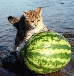 High Quality Watermelon Cat Blank Meme Template