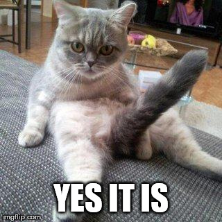 Cat boner | YES IT IS | image tagged in cat boner | made w/ Imgflip meme maker