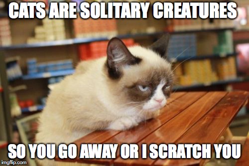 Grumpy Cat Table | CATS ARE SOLITARY CREATURES; SO YOU GO AWAY OR I SCRATCH YOU | image tagged in memes,grumpy cat table,grumpy cat | made w/ Imgflip meme maker