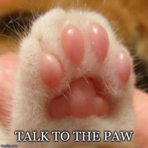 Talk.... | TALK TO THE PAW | image tagged in talk,cat,paw,foot,pads | made w/ Imgflip meme maker