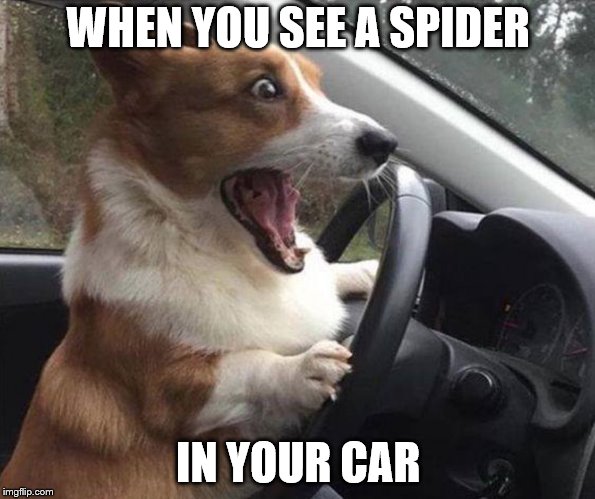 dog driving | WHEN YOU SEE A SPIDER; IN YOUR CAR | image tagged in dog driving | made w/ Imgflip meme maker