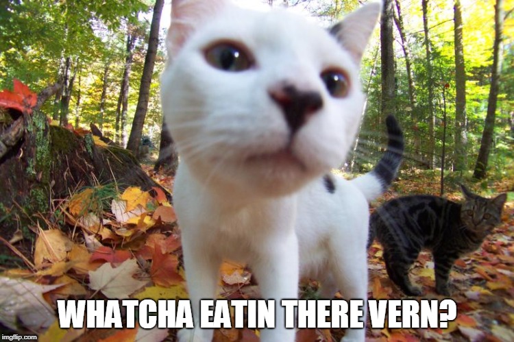 WHATCHA EATIN THERE VERN? | image tagged in cat face | made w/ Imgflip meme maker