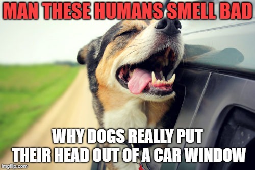 Humans Stink | MAN THESE HUMANS SMELL BAD; WHY DOGS REALLY PUT THEIR HEAD OUT OF A CAR WINDOW | image tagged in dogs,dogs head out window,head out window,car window,dog | made w/ Imgflip meme maker