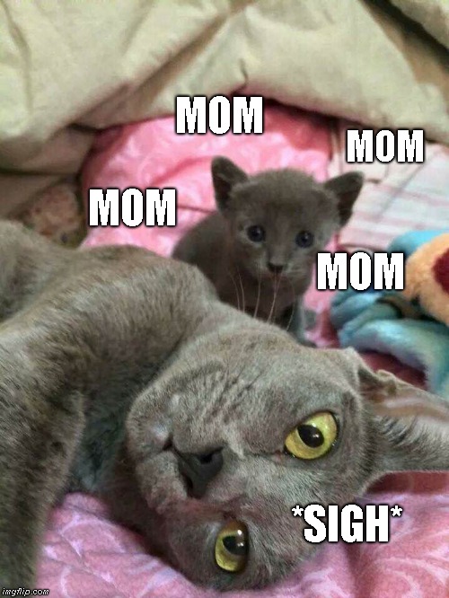 Frazzled Mom | MOM; MOM; MOM; MOM; *SIGH* | image tagged in moms,cats | made w/ Imgflip meme maker