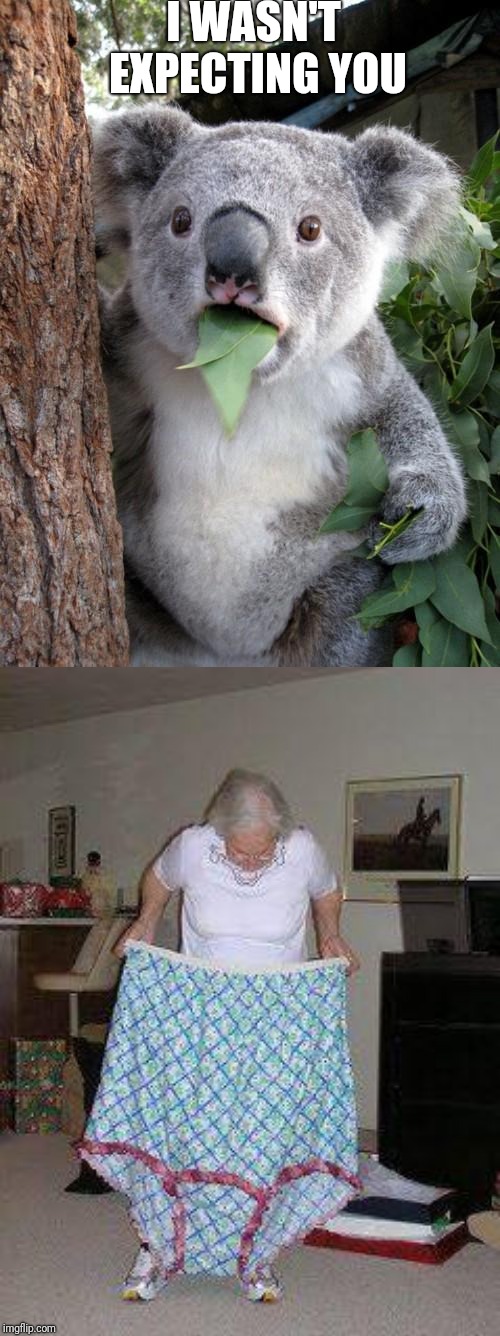 I WASN'T EXPECTING YOU | image tagged in memes,surprised koala,big girl panties | made w/ Imgflip meme maker