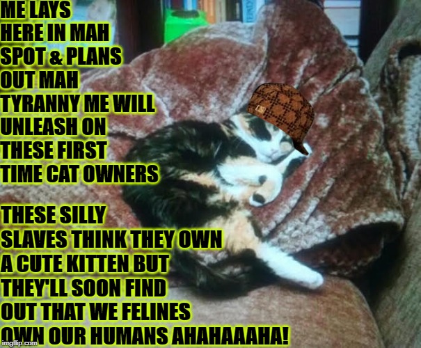 ME LAYS HERE IN MAH SPOT & PLANS OUT MAH TYRANNY ME WILL UNLEASH ON THESE FIRST TIME CAT OWNERS; THESE SILLY SLAVES THINK THEY OWN A CUTE KITTEN BUT THEY'LL SOON FIND OUT THAT WE FELINES OWN OUR HUMANS AHAHAAAHA! | image tagged in kitten tyranny,scumbag | made w/ Imgflip meme maker
