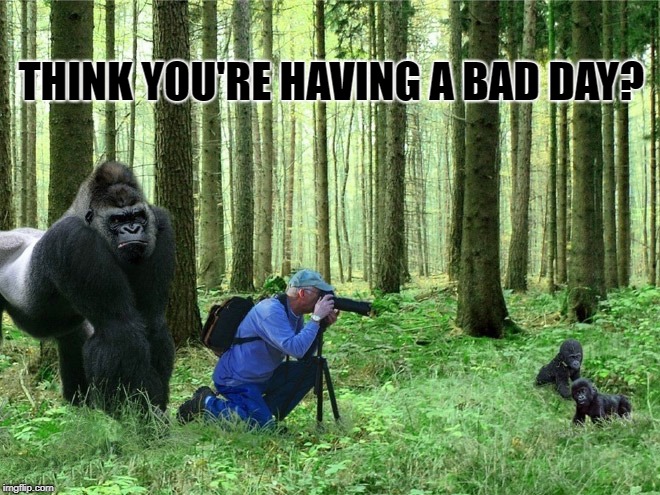 don't turn around | THINK YOU'RE HAVING A BAD DAY? | image tagged in gorilla,photographer,baby gorillas | made w/ Imgflip meme maker