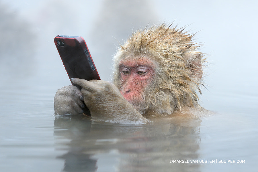 Monkey Phone Blank Meme Template