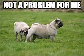 Dog Sniff | NOT A PROBLEM FOR ME | image tagged in dog sniff | made w/ Imgflip meme maker