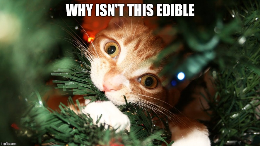 Image tagged in cat,christmas,tree Imgflip