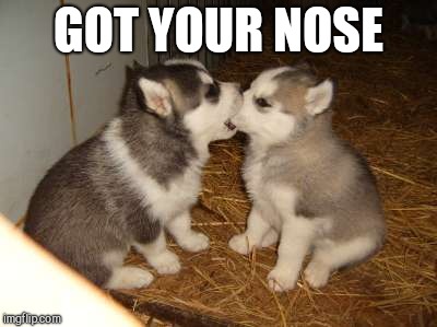 Cute Puppies Meme | GOT YOUR NOSE | image tagged in memes,cute puppies | made w/ Imgflip meme maker