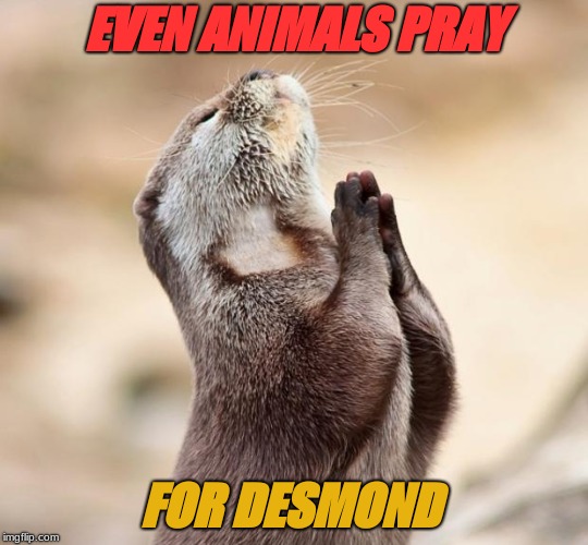 animal praying | EVEN ANIMALS PRAY; FOR DESMOND | image tagged in animal praying | made w/ Imgflip meme maker